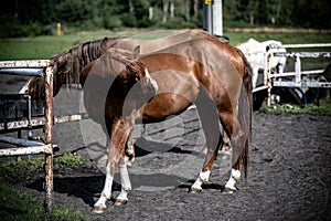 beautiful horses in a stud farm