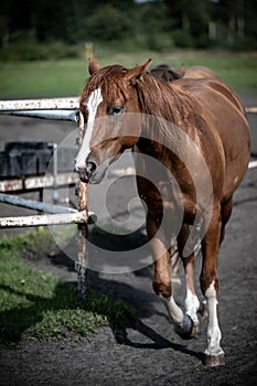 beautiful horses in a stud farm