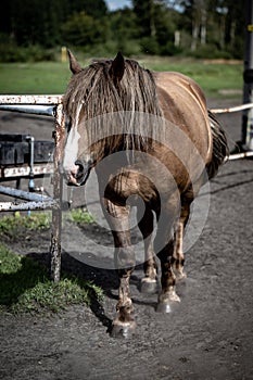 beautiful horses in a stud farm