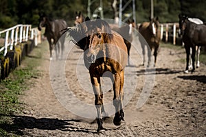 beautiful horses in a stud farm