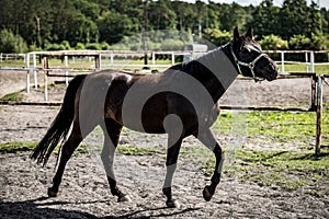 beautiful horses in a stud farm