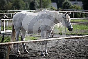 beautiful horses in a stud farm