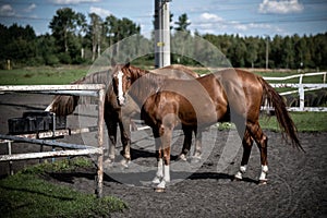 beautiful horses in a stud farm