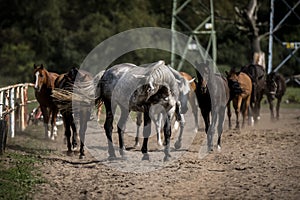 beautiful horses in a stud farm