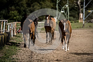 beautiful horses in a stud farm