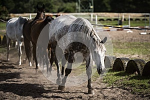 beautiful horses in a stud farm