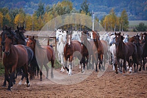 Beautiful Horses walk in nature in the setting sun