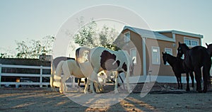 Beautiful horses walk in the paddock in the rays of the setting sun.