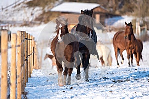 Beautiful horses in winter.