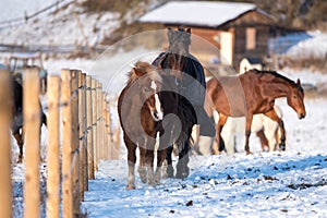 Beautiful horses in winter.