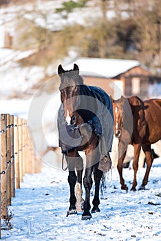 Beautiful horses in winter.