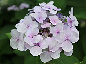 Beautiful hortensia in a garden