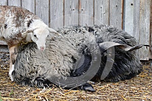 A beautiful Hortobagy Racka sheep ram with long spiral shaped horns having a rest. A cute lamb beside him
