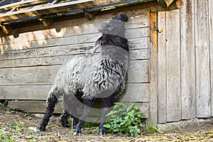 A beautiful Hortobagy Racka sheep ram with long spiral shaped horns scratching itself at the barn