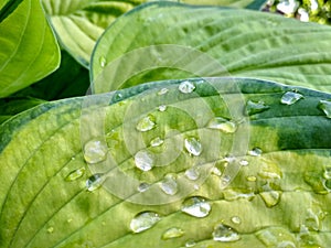 Beautiful Hosta leaves background with drop of dew in morning on leaf.