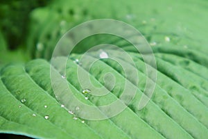 Beautiful Hosta leaves background with drop of dew in morning on leaf.