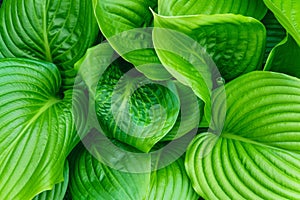 Beautiful Hosta leaves background. Hosta - an ornamental plant for landscaping park and garden design.