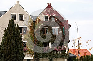 Beautiful house covered in climber plants outdoors. Real estate for rent