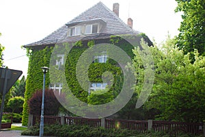 Beautiful house. House with ivy. Nice window. Background. Texture.