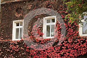 Beautiful house with ivy. Beautiful autumn. Beautiful house. Facade of the house with ivy.Texture. Background.