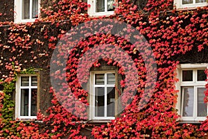 Beautiful house with ivy. Beautiful autumn. Beautiful house. Facade of the house with ivy.Texture. Background.