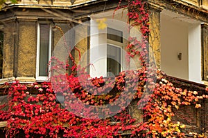 Beautiful house with ivy. Beautiful autumn. Beautiful house. Facade of the house with ivy.Texture. Background.