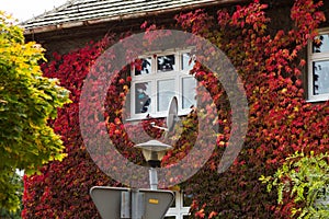 Beautiful house with ivy. Beautiful autumn. Beautiful house. Facade of the house with ivy.Texture. Background.