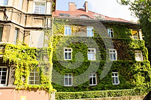 Beautiful house with ivy. Beautiful autumn. Beautiful house. Facade of the house with ivy.Texture. Background.