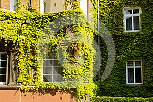 Beautiful house with ivy. Beautiful autumn. Beautiful house. Facade of the house with ivy.Texture. Background.