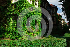 Beautiful house with ivy. Beautiful autumn. Beautiful house. Facade of the house with ivy.Texture. Background.