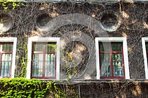 Beautiful house with ivy. Beautiful autumn. Beautiful house. Facade of the house with ivy.Texture. Background.