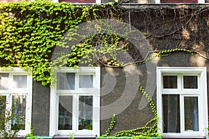 Beautiful house with ivy. Beautiful autumn. Beautiful house. Facade of the house with ivy.Texture. Background.