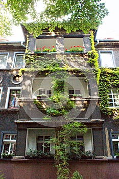 Beautiful house with ivy. Beautiful autumn. Beautiful house. Facade of the house with ivy.Texture. Background.