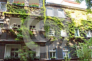 Beautiful house with ivy. Beautiful autumn. Beautiful house. Facade of the house with ivy.Texture. Background.