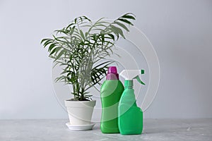 Beautiful house plant and bottles of fertilizers on grey marble table