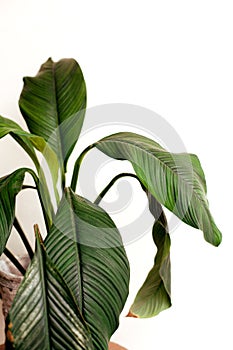 Beautiful house plants in nice pots on wooden table with copy space.  Angel lily in aged vintage pot