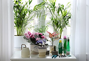 Beautiful house plants, tools and fertilizers on table indoors
