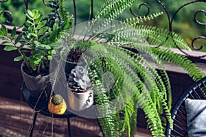 Beautiful House Plants with Water Droplets on Balcony