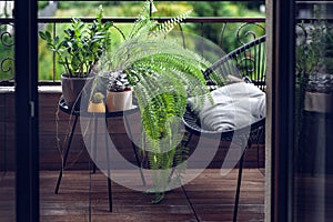 Beautiful House Plants with Water Droplets on Balcony