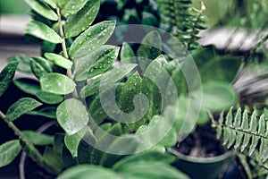 Beautiful House Plants with Water Droplets on Balcony