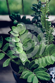 Beautiful House Plants with Water Droplets on Balcony