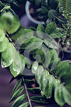 Beautiful House Plants with Water Droplets on Balcony