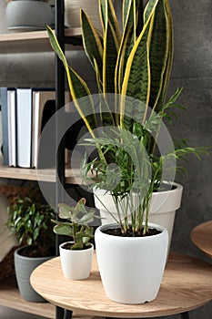 Beautiful house plants on wooden table indoors. Home design idea