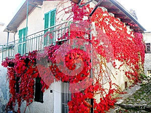 Beautiful house with red edera photo