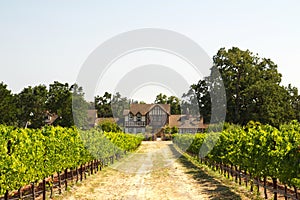 Beautiful house in a vineyard