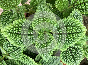 Beautiful houseplant Pilea Pilea mollis