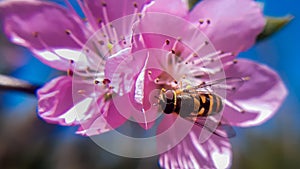 Beautiful hover fly on pink flower