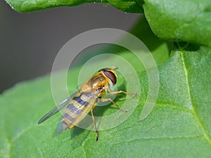 A beautiful hover fly resting on a green leaf
