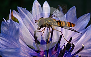 A beautiful Hoverfly feeding on a blue and purple flower