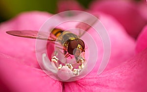 A beautiful Hoverfly feeding on a Pink flower
